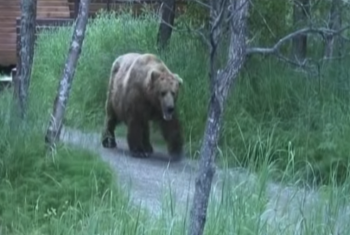 في أواسط الغابات.. مغامر كندي يطعم الدببة بنفسه (فيديو)