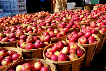 كيبيك.. محصول التفاح لهذا الموسم أدنى بقليل من  العام الماضي لكن اعلى جودة،