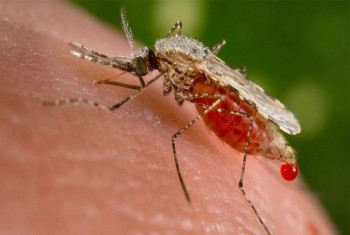 السلطات الصحية في بيل : البعوض يحمل فيروس غرب النيل في المناطق الممتدة من برامبتون وحتى وميسيساجا